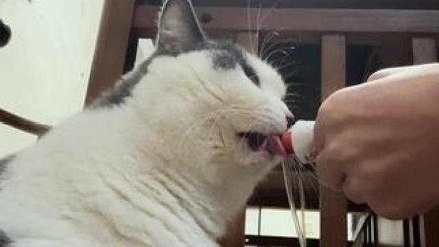 #谁能拒绝傻憨憨的小猫咪 #握手猫咪 #这是我一手养大的猫 #我镜头下的小猫 #小咪会赶走你一天的疲