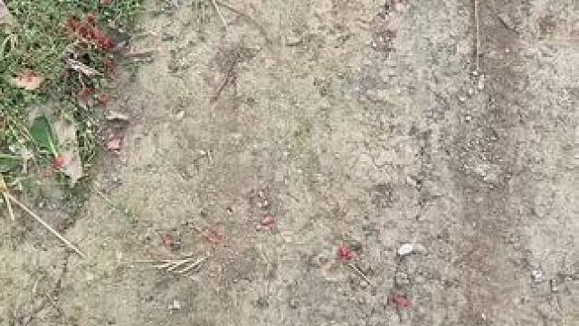 乡愁大概就是：感觉这地方似曾相识，这条从未走过的路，却感觉前方就是小时候的家 #乡愁记忆 #乡愁 #