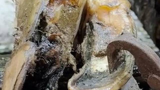 单独修理的扭曲牛蹄当然要冲洗干净了#解压#修牛蹄