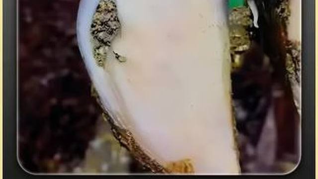 没有什么比在牛牛脚底掏石子更解压了吧？#闲鱼捡漏 #万物皆可挂闲鱼 #解压 #助眠 #治愈