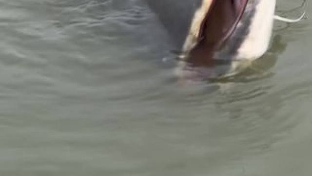 #这鱼哪个钓友看了不羡慕 #每个钓鱼人都有个百斤巨物梦 #钓鱼的乐趣只有