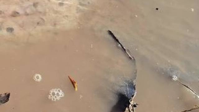 #这鱼哪个钓友看了不羡慕 #钓鱼的乐趣只有钓鱼人懂 #每个钓鱼人都有个百