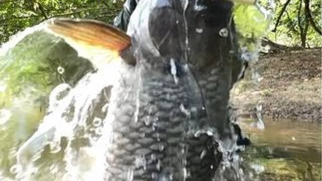 #这鱼哪个钓友看了不羡慕 #钓鱼的乐趣只有钓鱼人懂 #钓鱼人的2024年