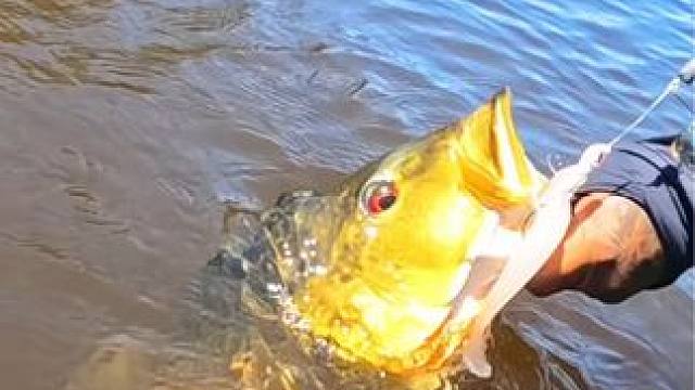 #这鱼哪个钓友看了不羡慕 #钓鱼的乐趣只有钓鱼人懂 #钓鱼人的2024年