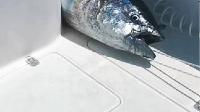 #这鱼哪个钓友看了不羡慕 #每个钓鱼人都有个百斤巨物梦 #海钓 #蓝鳍金