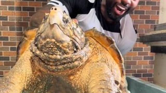 宠物大鳄龟 #国外视频分享 #奇妙的动物 #宠物