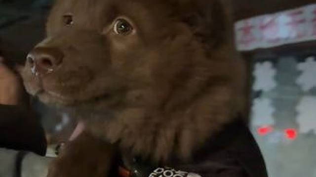 第一次见烟花 怕怕的修狗#土松 #山牛红#怕鞭炮的狗