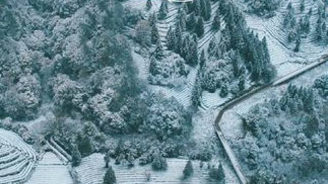 用蒙顶山2025第一场雪，打开你的旅行大片~#用大山bgm打开旅行大片 #冬天该有的样子