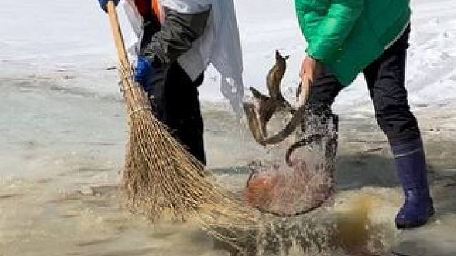 #户外捕鱼 #好多鱼