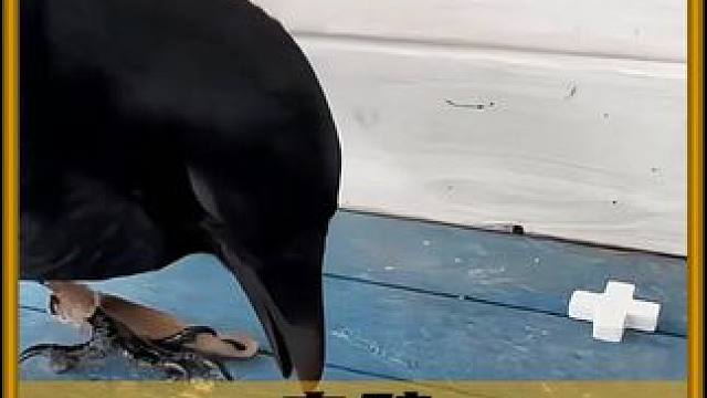 乌鸦为何聪明！ #乌鸦 #科普 #内容启发搜索