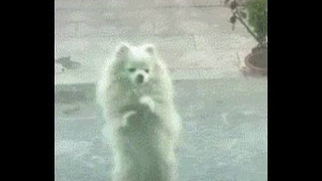 #管乐加入新年打歌行列  这个蛇年必需运转 ！#金蛇转运舞蹈挑战