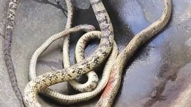 东南亚乡村美食 #泰国美食 #东南亚美食