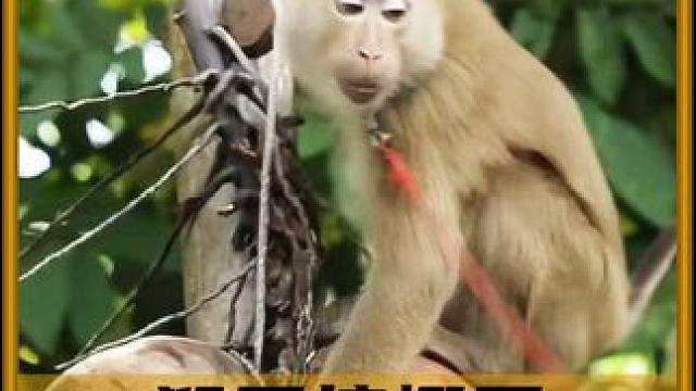 在泰国，猴子通常会被用来摘椰子！ #猴子 #泰国 #内容启发搜索
