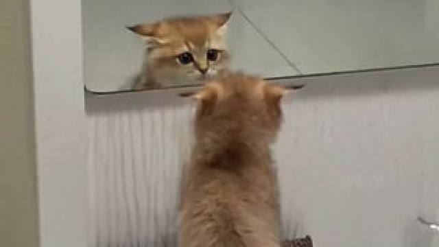 震惊猫咪一万年 #猫猫 #猫猫的事情你少管 #猫猫就是小宝宝啊 #猫猫教 #猫猫我啊脑瓜子嗡嗡的