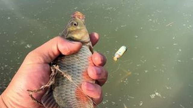 钓鱼的乐趣只有钓鱼人懂~