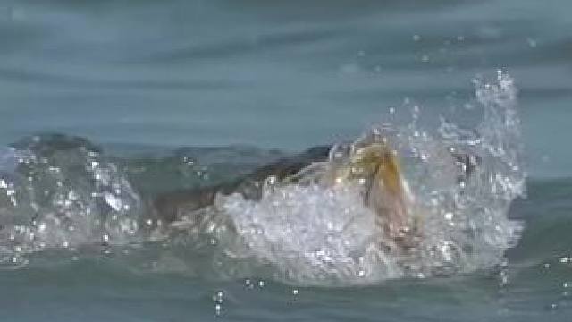 #这鱼哪个钓友看了不羡慕 #钓鱼的乐趣只有钓鱼人懂 #海钓 #在冬日阳光