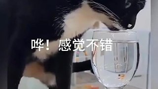 貓咪趁主人不在偷酒喝一頓猛舔后走路都不會了。