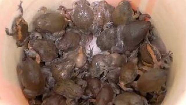 东南亚大补林蛙 #舌尖上的美食 #农村生活 #农村美食记录生活 #我的乡野山居生活 #东南亚美食