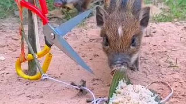 捕猎者2 #人与动物和谐共处 #农村生活 #动物的迷惑行为 #泰国生活