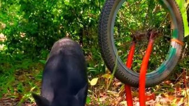 捕猎者 #保护野生动物 #野生动物零距离 #人与动物和谐共处 #动物的迷惑行为