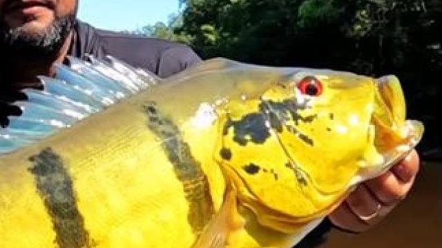 漂亮的孔雀鲈 #国外视频分享 #好大一条鱼 #钓鱼的乐趣只有钓鱼人懂