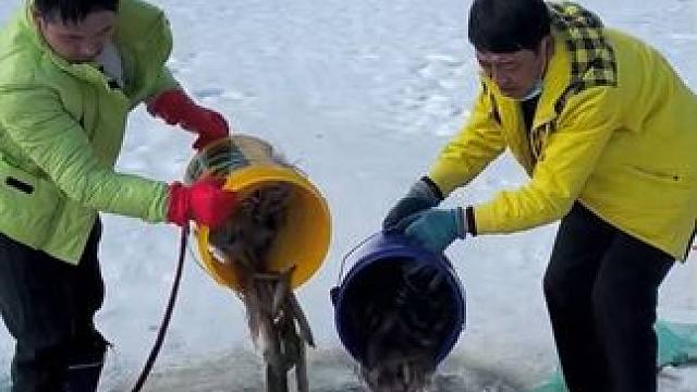 #户外捕鱼 #好多鱼