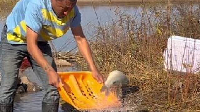 #户外捕鱼 #好多鱼