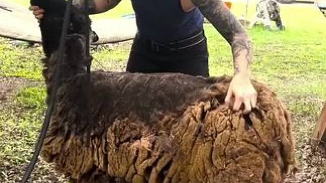 剪羊毛 #dou来休息一下