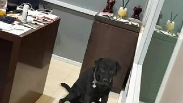 2025年 第一個整蠱成功✅ #拉布拉多 #狗狗 #家庭 #妈妈 #黑狗特效