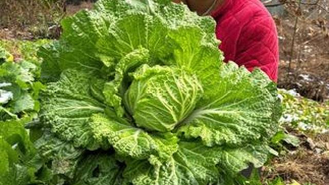 今天摘些菜苔和白菜做一餐好吃的 #美食 #农村生活 #美食分享