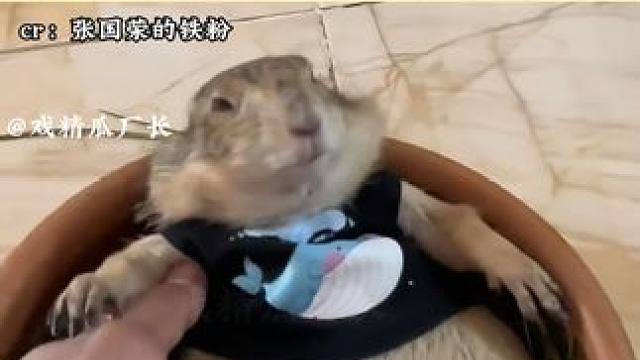 果然就没有爷爷奶奶养不胖的 #萌宠  #小动物们能有多治愈 #萌到爆炸了   #可爱  #动物