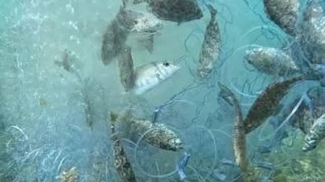 用网捕到很多鱼#捕鱼#捕鱼的快乐#捕鱼达人#户外撒网捕鱼爆网 #撒网捕鱼