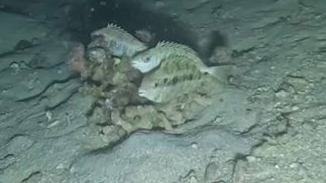 在海底捕鱼#海底 #捕鱼#捕鱼达人 #捕鱼高手 #第一视觉看海底捕鱼