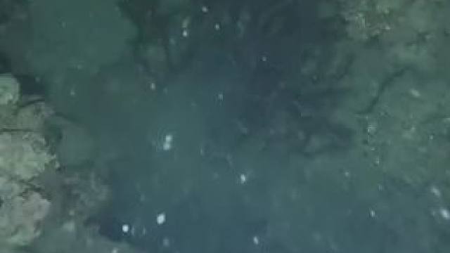 深海里的鱼群#真实户外 #逮鱼摸虾 #记录农村生活 #野生鱼 #好多鱼