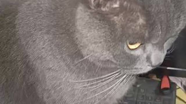 出去浪了半小时回来就占位
#蓝猫