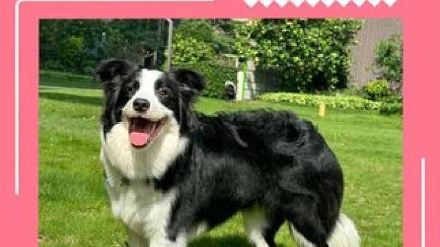 有这种狗狗陪伴，还结什么婚啊#萌宠出道计划 #狗狗 #陪伴 #家务 #大数据推荐给有需要的人