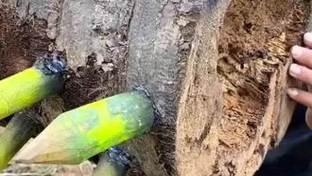 陷阱装置 #保护野生动物 #野生动物零距离 #荒野求生