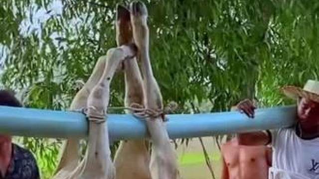 炭烤全牛 #农村生活 #泰国生活 #我的乡野山居生活 #我的乡村生活 #舌尖上的美食