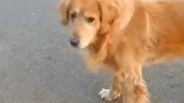 天太冷了，叉车司机师傅都冻成狗了