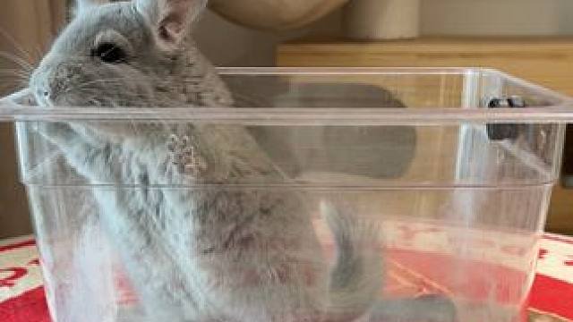 耗子来辣 #龙猫