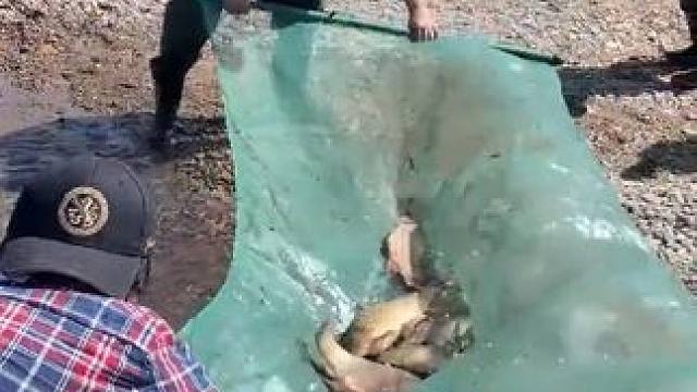 #户外捕鱼 #好多鱼