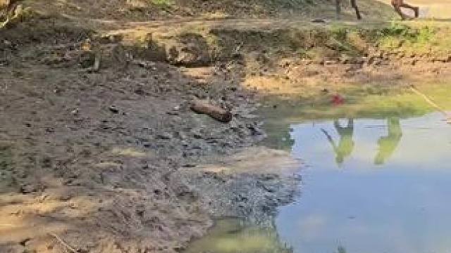 羊去哪里了#农村生活 #农村趣事多 #农村生活欢乐多