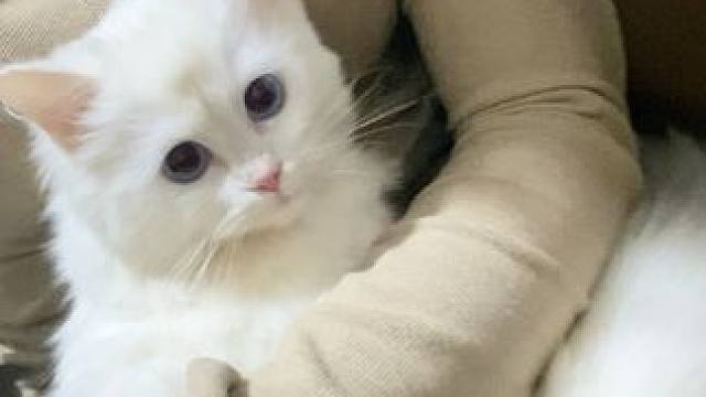 长大了好多#猫咪 #我和我的猫