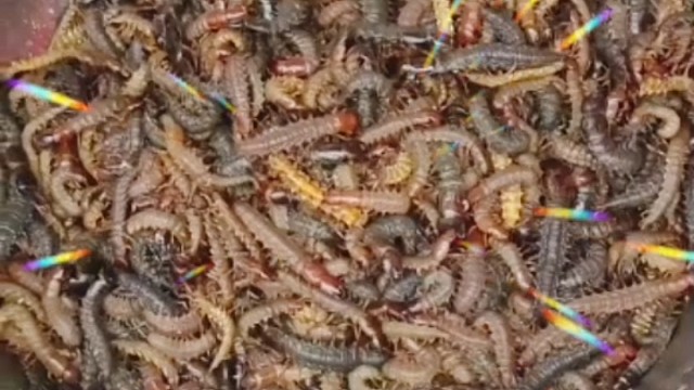 有谁知道这是什么东西不