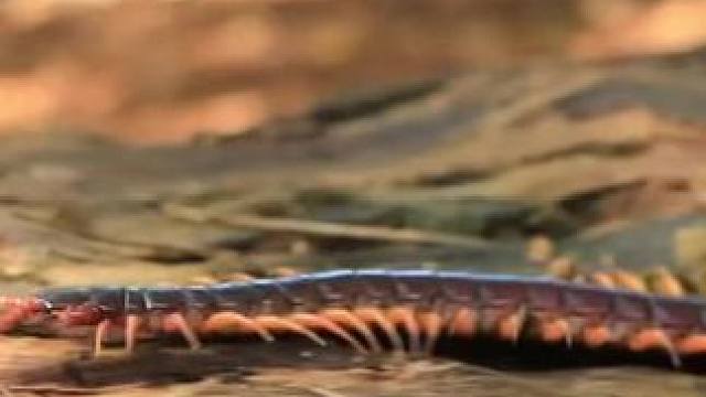 我的乡野山居生活~