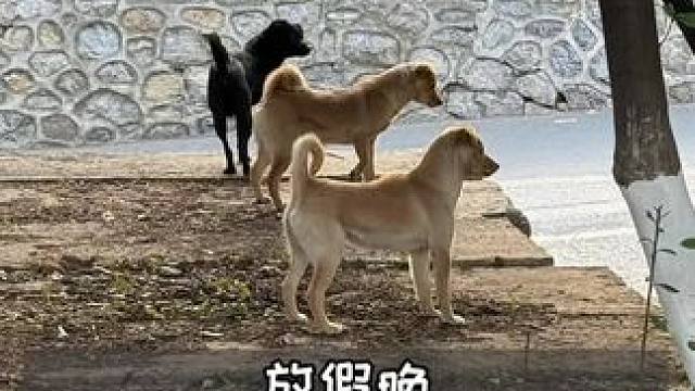 还好有小狗 不好意思小咪，以后出门随身携带吃的#好朋狗 #校园猫猫狗狗