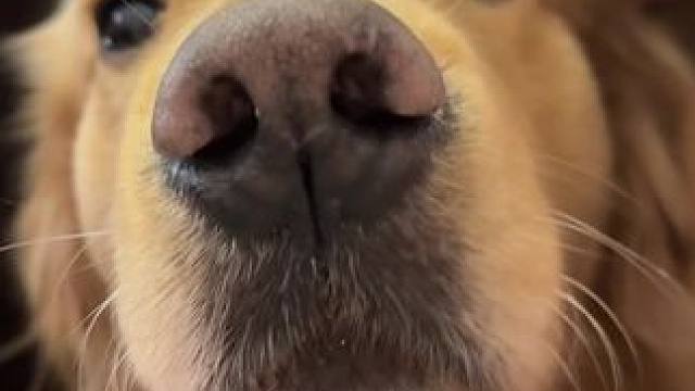 害怕孤独的人都去养金毛吧
#狗狗的爱永远单纯