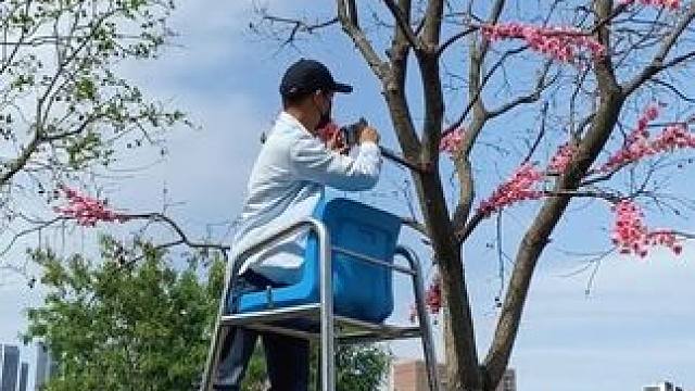 出去游玩看到花花美景试试这样拍太美了#手机摄影 #拍摄技巧 #治愈系 #治愈系风景