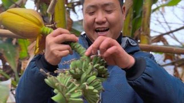 你们那里长芭蕉吗？ #新农人计划2024 #农村美食 #我的乡村生活 #大山里的味道 #年货