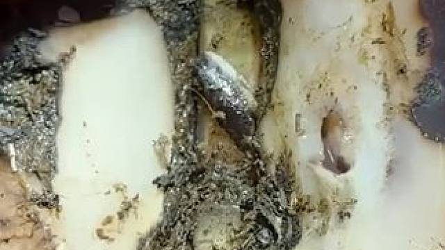 牛牛的问题并不简单#解压 #修牛蹄